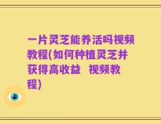 一片灵芝能养活吗视频教程(如何种植灵芝并获得高收益  视频教程)