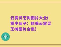云雾灵芝树图片大全(雾中仙子：精美云雾灵芝树图片合集)