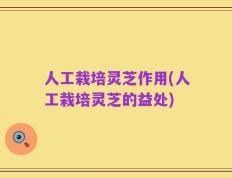 人工栽培灵芝作用(人工栽培灵芝的益处)