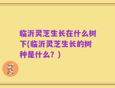 临沂灵芝生长在什么树下(临沂灵芝生长的树种是什么？)