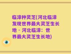 临漳种灵芝(河北临漳发现世界最大灵芝生长地 - 河北临漳：世界最大灵芝生长地)