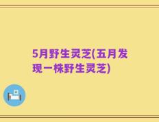 5月野生灵芝(五月发现一株野生灵芝)