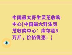 中国最大野生灵芝收购中心(中国最大野生灵芝收购中心：库存超5万斤，价格优惠！)