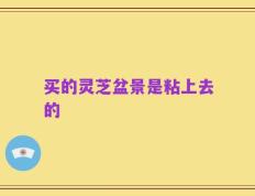 买的灵芝盆景是粘上去的