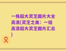 一株超大灵芝图片大全高清(灵芝之美：一组高清超大灵芝图片汇总)