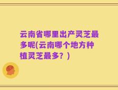 云南省哪里出产灵芝最多呢(云南哪个地方种植灵芝最多？)