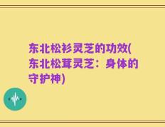 东北松衫灵芝的功效(东北松茸灵芝：身体的守护神)