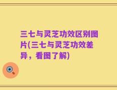 三七与灵芝功效区别图片(三七与灵芝功效差异，看图了解)