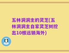 五林洞洞主的灵芝(五林洞洞主自家灵芝树挖出10根远销海外)