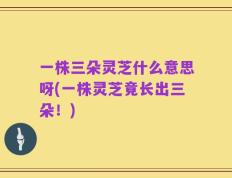 一株三朵灵芝什么意思呀(一株灵芝竟长出三朵！)