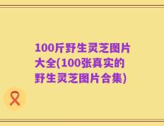 100斤野生灵芝图片大全(100张真实的野生灵芝图片合集)