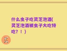 什么虫子吃灵芝泡酒(灵芝泡酒被虫子大吃特吃？！)