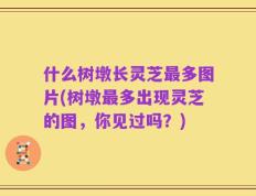 什么树墩长灵芝最多图片(树墩最多出现灵芝的图，你见过吗？)