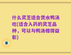 什么灵芝适合煲水鸭汤吃(适合入药的灵芝品种，可以与鸭汤相得益彰)
