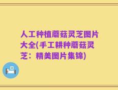 人工种植蘑菇灵芝图片大全(手工耕种蘑菇灵芝：精美图片集锦)