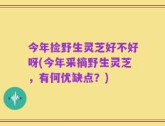 今年捡野生灵芝好不好呀(今年采摘野生灵芝，有何优缺点？)
