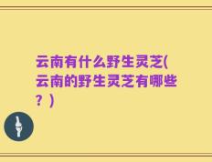 云南有什么野生灵芝(云南的野生灵芝有哪些？)