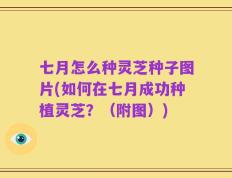 七月怎么种灵芝种子图片(如何在七月成功种植灵芝？（附图）)