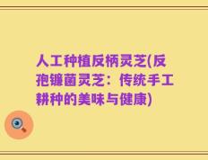 人工种植反柄灵芝(反孢镰菌灵芝：传统手工耕种的美味与健康)