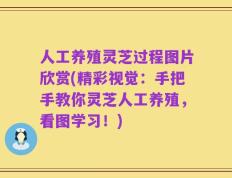 人工养殖灵芝过程图片欣赏(精彩视觉：手把手教你灵芝人工养殖，看图学习！)