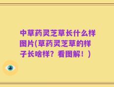 中草药灵芝草长什么样图片(草药灵芝草的样子长啥样？看图解！)
