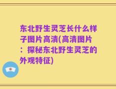 东北野生灵芝长什么样子图片高清(高清图片：探秘东北野生灵芝的外观特征)