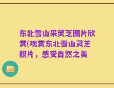 东北雪山采灵芝图片欣赏(观赏东北雪山灵芝照片，感受自然之美