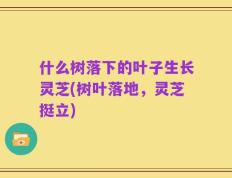 什么树落下的叶子生长灵芝(树叶落地，灵芝挺立)