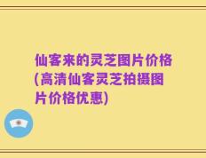 仙客来的灵芝图片价格(高清仙客灵芝拍摄图片价格优惠)