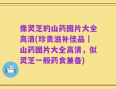 像灵芝的山药图片大全高清(珍贵滋补佳品｜山药图片大全高清，似灵芝一般药食兼备)