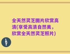 全天然灵芝图片欣赏高清(享受高清自然美，欣赏全天然灵芝照片)