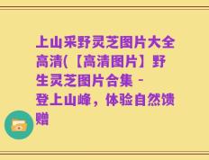 上山采野灵芝图片大全高清(【高清图片】野生灵芝图片合集 - 登上山峰，体验自然馈赠
