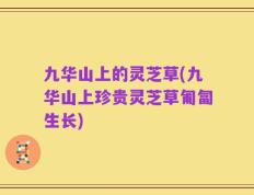 九华山上的灵芝草(九华山上珍贵灵芝草匍匐生长)