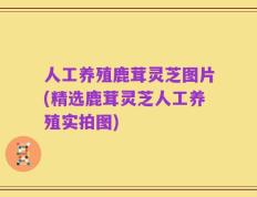 人工养殖鹿茸灵芝图片(精选鹿茸灵芝人工养殖实拍图)