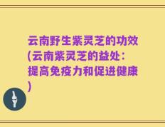 云南野生紫灵芝的功效(云南紫灵芝的益处：提高免疫力和促进健康)