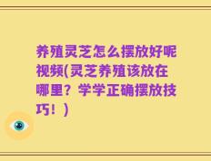 养殖灵芝怎么摆放好呢视频(灵芝养殖该放在哪里？学学正确摆放技巧！)