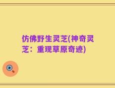 仿佛野生灵芝(神奇灵芝：重现草原奇迹)