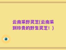 云南采野灵芝(云南采到珍贵的野生灵芝！)