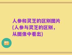 人参和灵芝的区别图片(人参与灵芝的区别，从图像中看出)