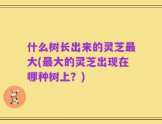什么树长出来的灵芝最大(最大的灵芝出现在哪种树上？)