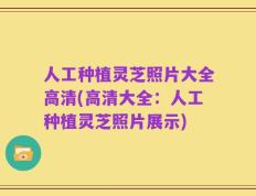 人工种植灵芝照片大全高清(高清大全：人工种植灵芝照片展示)
