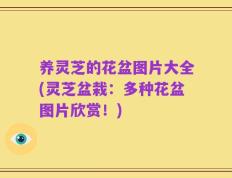 养灵芝的花盆图片大全(灵芝盆栽：多种花盆图片欣赏！)