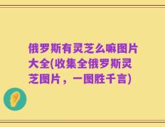 俄罗斯有灵芝么嘛图片大全(收集全俄罗斯灵芝图片，一图胜千言)