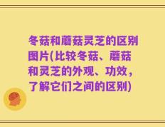 冬菇和蘑菇灵芝的区别图片(比较冬菇、蘑菇和灵芝的外观、功效，了解它们之间的区别)