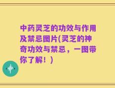 中药灵芝的功效与作用及禁忌图片(灵芝的神奇功效与禁忌，一图带你了解！)