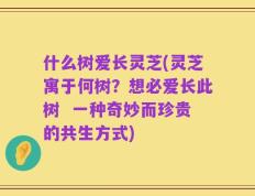 什么树爱长灵芝(灵芝寓于何树？想必爱长此树  一种奇妙而珍贵的共生方式)