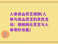 人参高山灵芝视频(人参与高山灵芝的良性互动：视频揭示灵芝与人参奇妙交集)