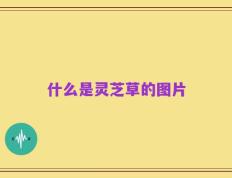 什么是灵芝草的图片