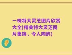 一株特大灵芝图片欣赏大全(精美特大灵芝图片集锦，令人陶醉)