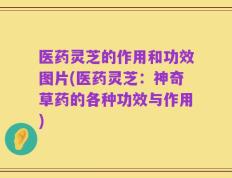 医药灵芝的作用和功效图片(医药灵芝：神奇草药的各种功效与作用)